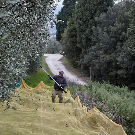 Colle Da * فينشي